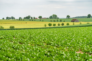 Wall Mural - rural scenery in Hohenlohe