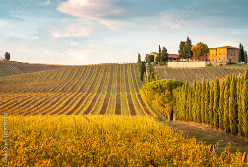 Fotomural Golden vineyards in autumn at sunset, Chianti Region, Tuscany, Italy