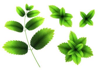 Wall Mural - Fresh mint leaf. 3D realistic vector set mint leaves. Healthy aroma. Spearmint green leafs. Isolated on white background. Vector illustration