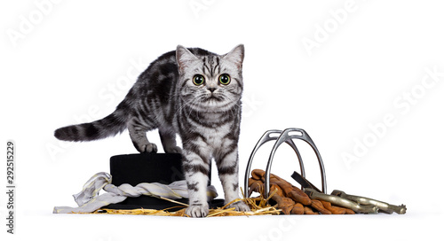 Fototapeta Cute Silver Tabby Blotched British Shorthair Kitten