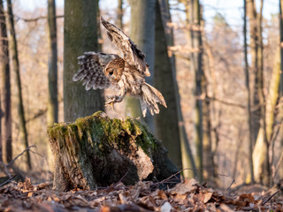 tawny owl (strix aluco) in flyght in spring forest. tawny owl flying. tawny owl and spring backgroun