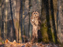 Tawny Owl (Strix Aluco) In Spring Forest. Tawny Owl Sits On Tree. Tawny Owl And Sping Background.