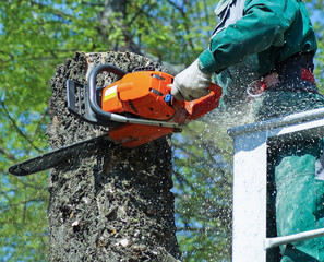 Lumberjack works with a chainsaw in height