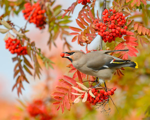 A beautiful Bohemian Waxwing (Bombycilla garrulus) feeding on Rowan tree berries