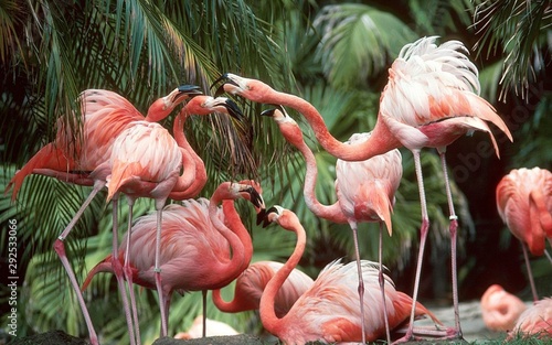 Fototapety Flamingi  flaming