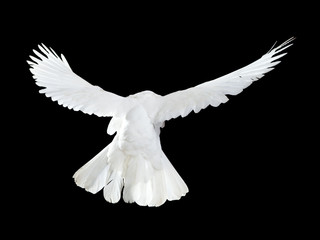 Flying white doves on a black background