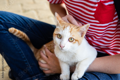 Cuadros en Lienzo People petting homeless ginger cat that sits on the street, hand touch on the head of the cat with love