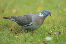 Pigeon Ramier