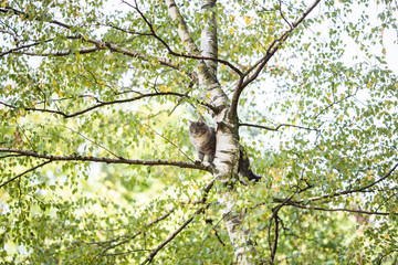 Wall Mural - low angle view of a blue tabby white maine coon cat climbing on high birch tree looking down observing the back yard