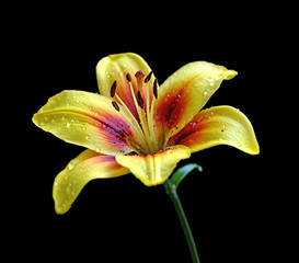 Beautiful yellow lily isolated on a black background