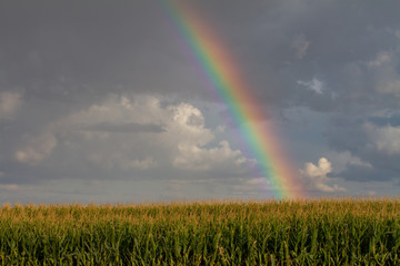  Rainbow shining on a field before the harvest