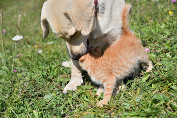 Wall Mural - A little pussy kisses a big dog like her mother