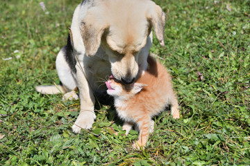 Wall Mural - A little pussy kisses a big dog like her mother