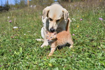 Wall Mural - Dog cleans the hair of a small cat like a mother