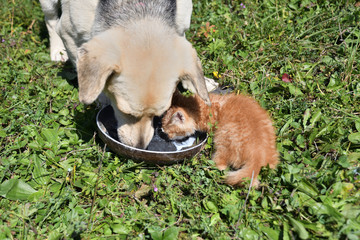 Wall Mural - Big dog and small cat eat milk together