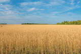Fototapeta Sawanna - ears of wheat are ripe and ready for harvest