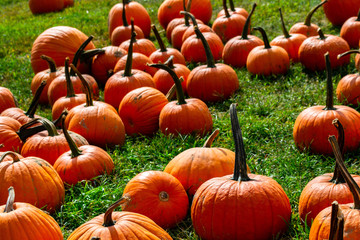 many bright orange pumpkins in a patch on green grass in early autumn
