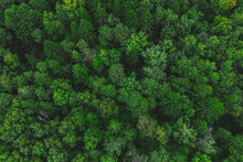 Aerial View Of The Beautiful Green Forest. Forest Texture Top View
