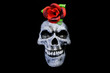 © FOTO_STOCKER - Spooky Halloween Human Skull with red rose on top isolated on black background. Dark image - holidays, decoration and party concept