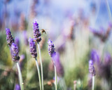 Fototapeta Lawenda - honey bee approaching lavender flower