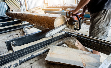 Wall Mural - Woodcutter cutting tree with chainsaw on sawmill. Modern sawmill. Industry sawing boards from logs.