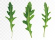 Green leaf arugula isolated on transparent background. Fresh salad or rucola. Collection green leaf arugula. Salad for your menu. 3D vector illustration.