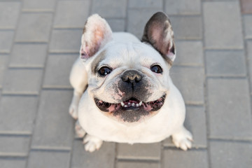 White bulldog sitting on ground