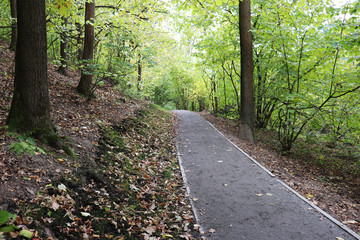 Footpath in the autumn park. Picturesque landscape with trees and fallen leaves in early fall season