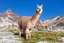 Llama Or Lama, Andes Mountains,