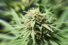 Marijuana Bud Close Up With Zoom Burst Effect