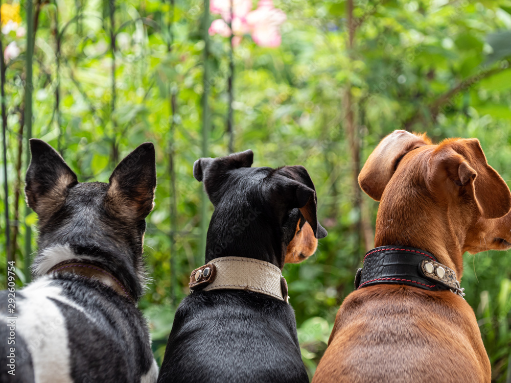 並んで座る3匹の犬のシルエット Wall Mural Wallpaper Murals Monstrose 並んで座る3匹の犬のシルエット Wall Mural Wallpaper Murals Monstrose