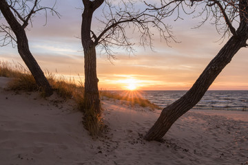 Wall Mural - trees on the beach at sunset