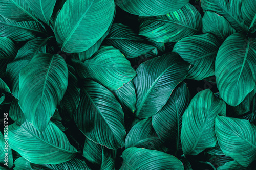Papier Peint - closeup tropical green leaf nature in the garden and dark tone background concept	