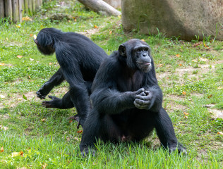 Chimpanzees sitting on the ground in a wildlife park