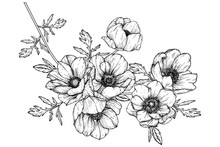 Sketch Floral Botany Collection. Anemone Flower Drawings. Black And White With Line Art On White Backgrounds. Hand Drawn Botanical Illustrations.Vector.
