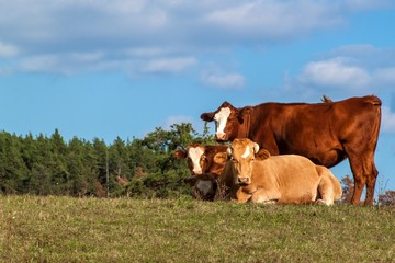 Lying bull on pasture against blue sky. Cattle on the farm. Pasture in the Czech Republic - Europe. Breeding beef touch. Ecological agriculture