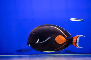 Poster - Achilles Tang..(Acanthurus achilles) cleaned by cleaner wrasse