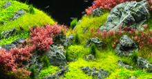 Beautiful Tropical Aqua Scape, Nature Aquarium Green Plant An Tropical Colorful Fish In Aquarium Fish Tank.