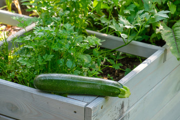 Frisch geerntete Zucchini im Gemüsegarten