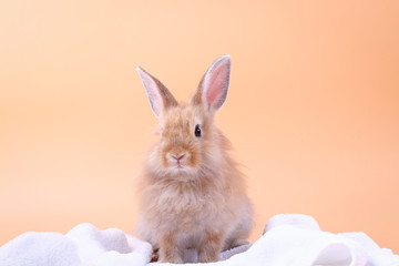 Wall Mural - Cute little rabbit White cloth blanket, orange backdrop