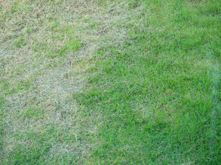 Grass,Two color gray and green,Sun light,Cut the cropped grass,Nature plant,Texture,Garden,Pattern,Grow