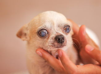 White chihuahua  and ownner hand with love touching gentle under the dog chin and looking at camera