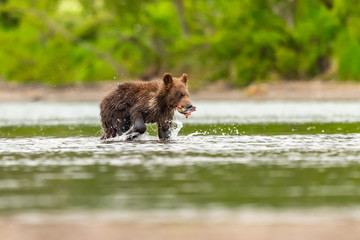 Ruling the landscape, brown bears of Kamchatka (Ursus arctos beringianus)