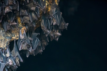 Lot of bats hanging in dark cave Pura Goa Lawah Temple on Bali, soft focus