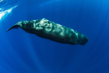 Sperm Whale Swimming In Blue Ocean