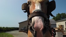 Pôle Western | Salon du Cheval d'Angers 2025
