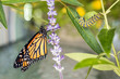 Monarch Trinity: Chrysalis, caterpillar and butterfly, Danaus Plexippus, on milkweed 