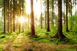 Wunderschöner Wald mit einem Weg und strahlender Sonne