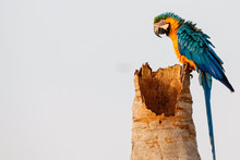 Close Up Of An Endangered Blue-and-yellow Macaw Sitting On A Palm Tree Trunk, Side View, Looking To Left, San Jose Do Rio Claro, Mato Grosso, Brazil