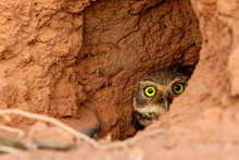 Close Up  Of A Burrowing Owl Hiding In Its Clay Nest On The Ground, Half Face To Camera, San Jose Do Rio Claro, Mato Grosso, Brazil